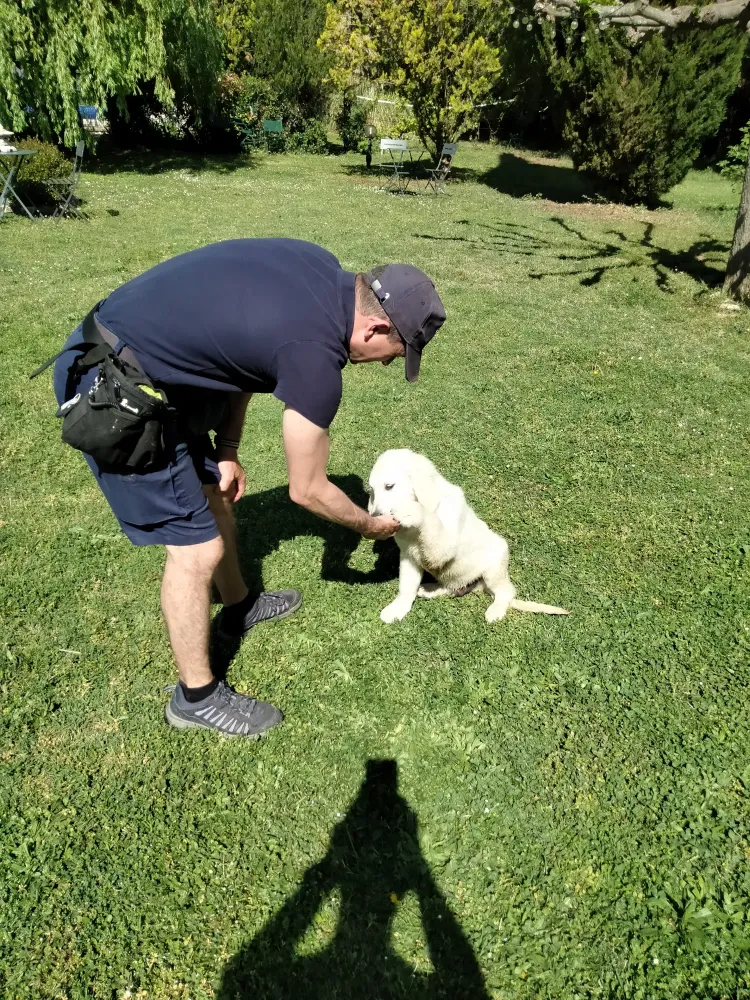 education-chien-chez-vous-massanes