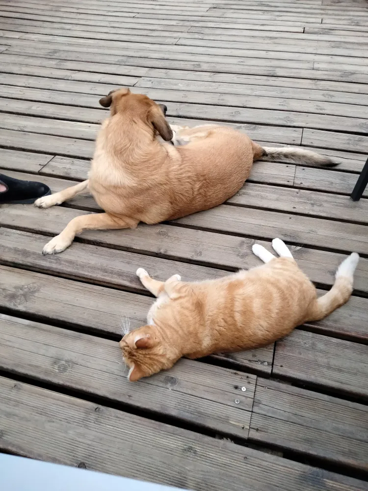 Relation chien avec congénères à Massanes