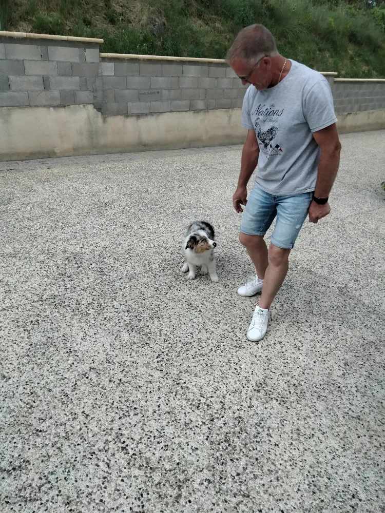 Dresseur chiens à Massanes