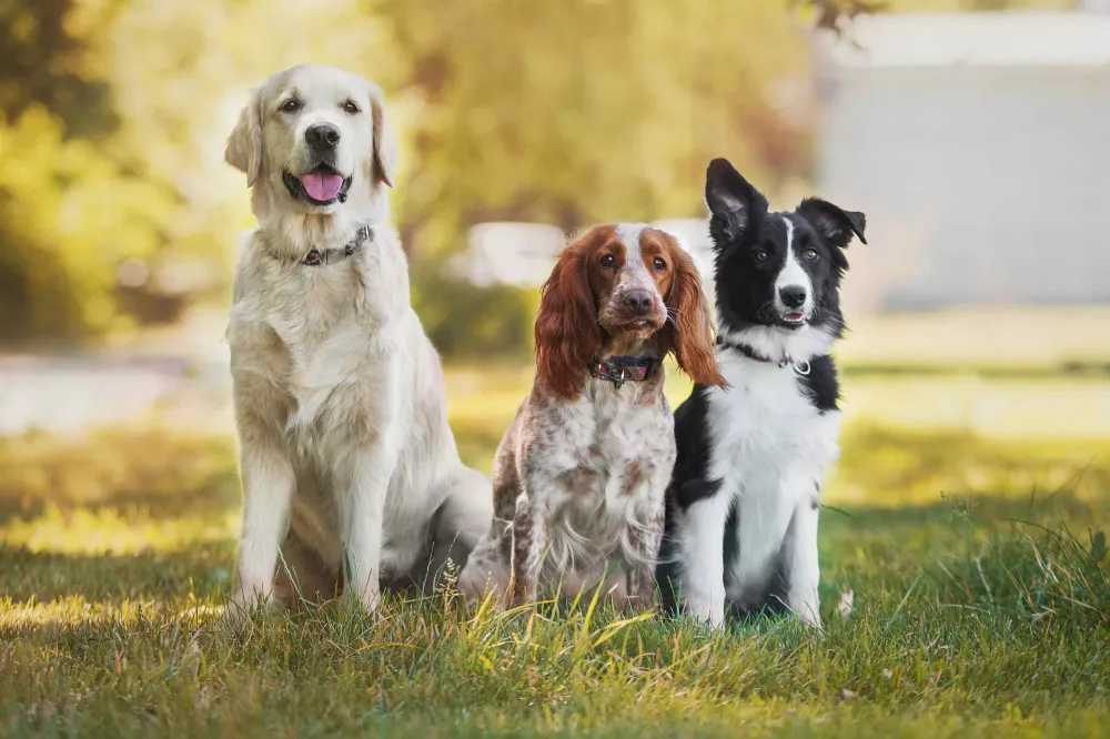 dresseur-canin-a-domicile-gard