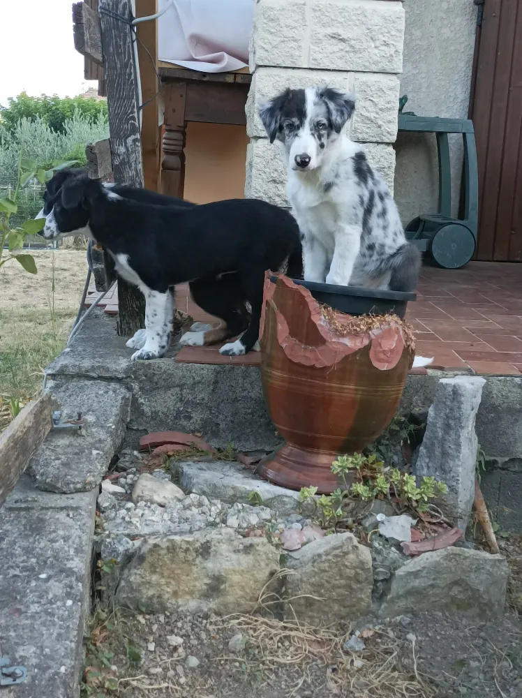 vaincre-phobie-chien-massanes