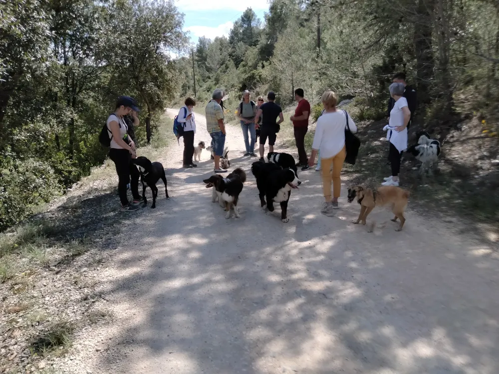 education-chien-massanes