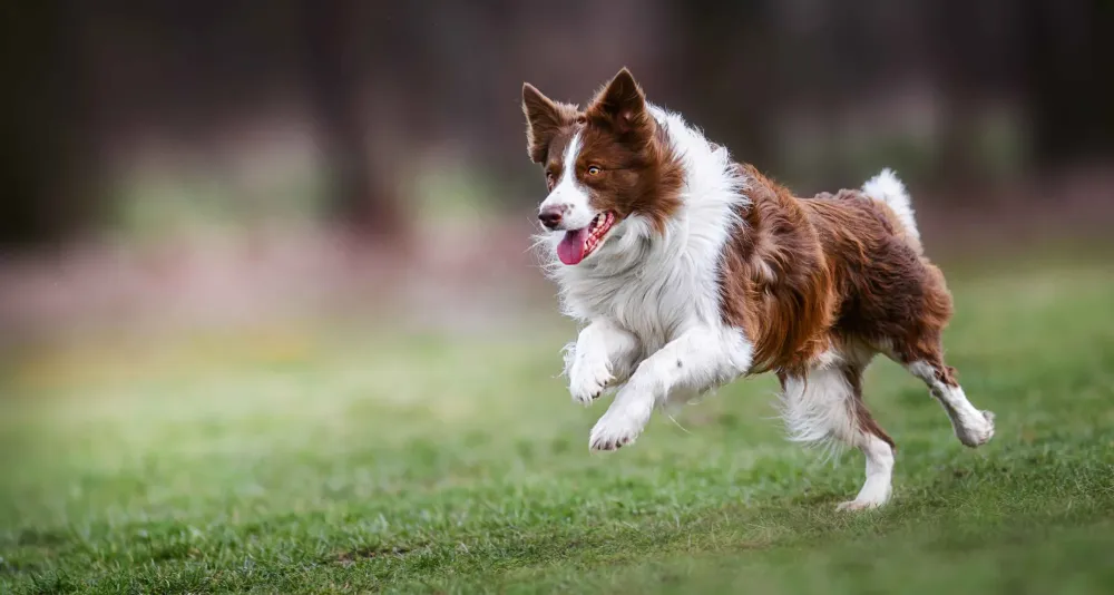 Rééducation comportementale chien à Massanes