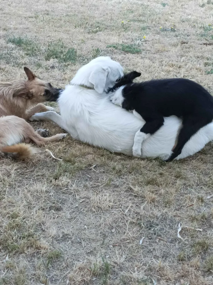 vaincre-sa-peur-des-chiens