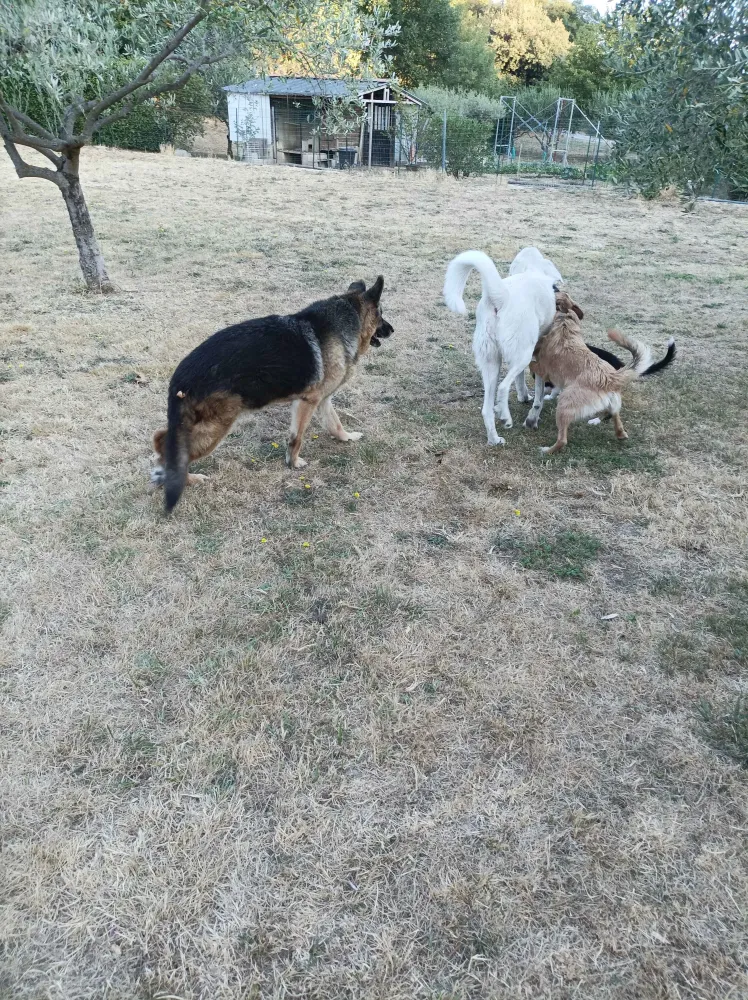 apprentissage-obéissance-chien