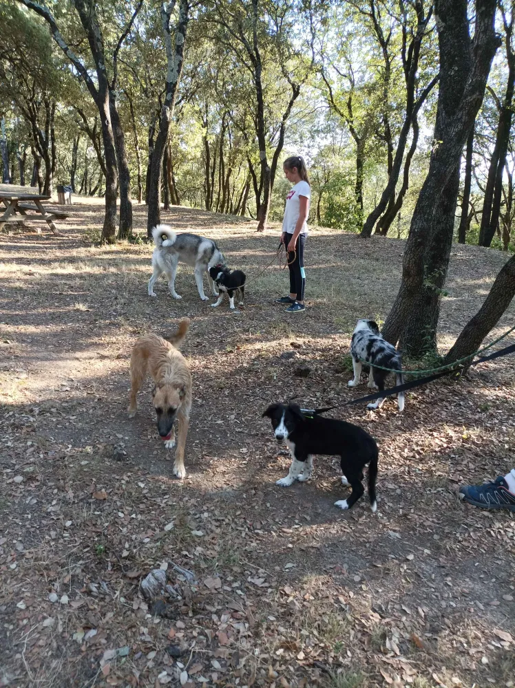 cours-dressage-chien-gard