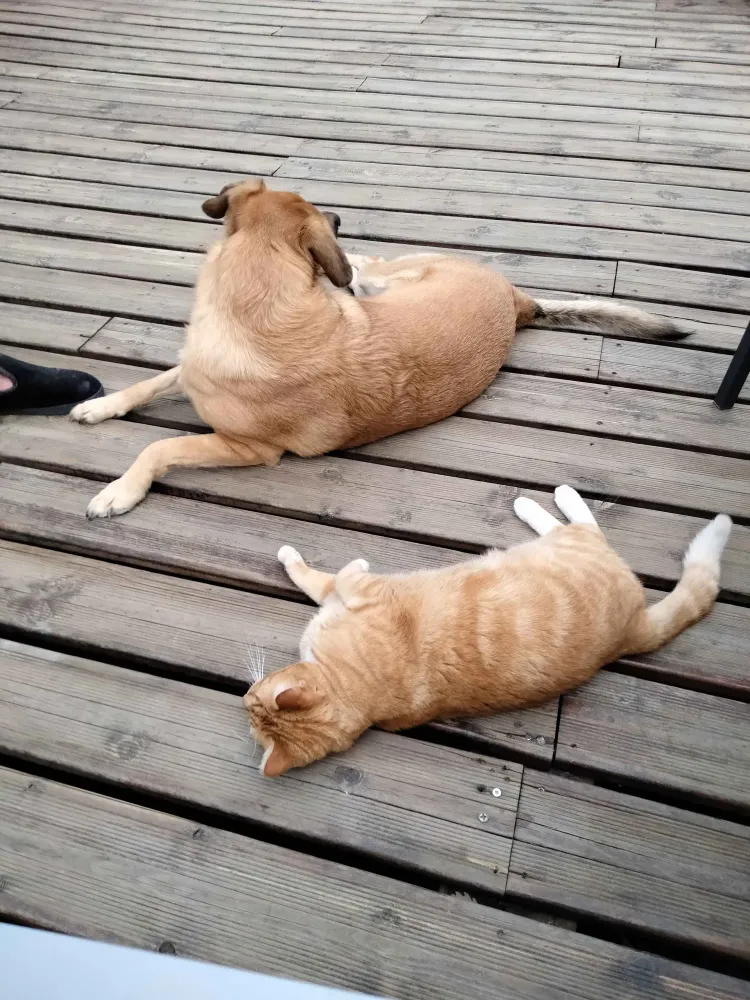 approche-bienveillante-chien-peureux